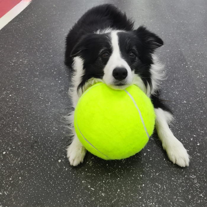 Large tennis ball for dogs hotsell